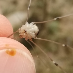 Leiobunum religiosum