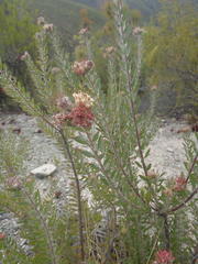 Leucospermum wittebergense