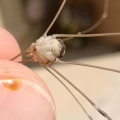 Leiobunum religiosum