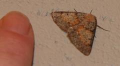 Drepanogynis miltophyris