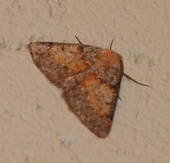 Drepanogynis miltophyris
