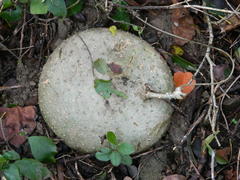 Dioscorea sylvatica sylvatica