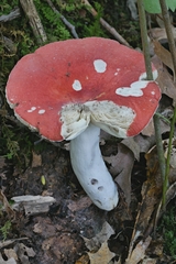 Russula rubescens