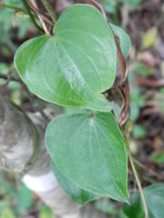 Dioscorea sylvatica sylvatica