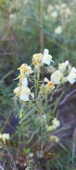 Linaria buriatica