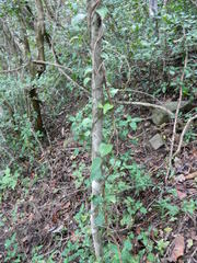 Dioscorea sylvatica sylvatica