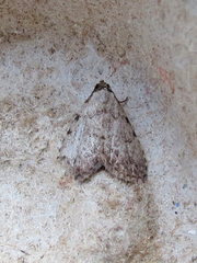 Dyspyralis puncticosta