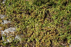 Convolvulus scammonia