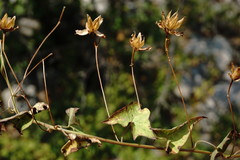 Convolvulus scammonia