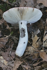 Russula rubescens