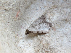 Dyspyralis puncticosta