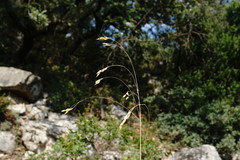 Piptatherum holciforme