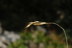 Piptatherum holciforme