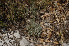 Alyssum calycocarpum