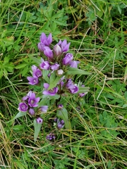Gentianella ramosa