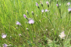 Klasea erucifolia