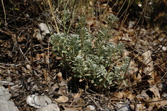 Alyssum calycocarpum