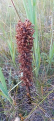 Orobanche coerulescens