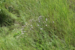 Klasea erucifolia