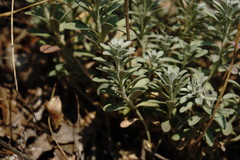 Alyssum calycocarpum