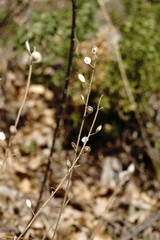 Alyssum calycocarpum
