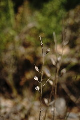 Alyssum calycocarpum