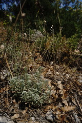 Alyssum calycocarpum
