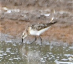 Calidris minuta