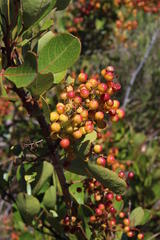 Searsia laevigata laevigata