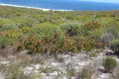 Searsia laevigata laevigata