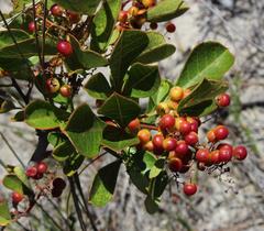 Searsia laevigata laevigata