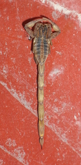 Centruroides limpidus