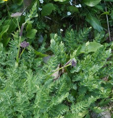 Sajanella monstrosa