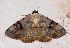 Hypopyra africana