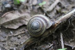 Karaftohelix maackii