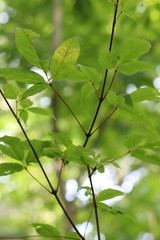 Acer mandshuricum