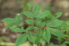 Acer mandshuricum