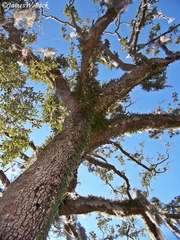 Quercus incana