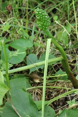Arisaema amurense