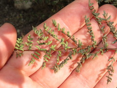 Pellaea mucronata mucronata