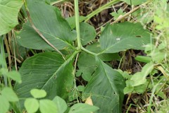 Arisaema amurense