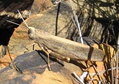 Puncticornia puncticornis