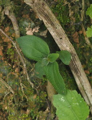 Sarcopyramis napalensis