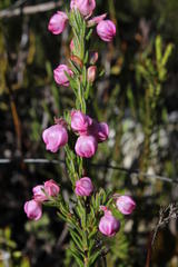 Erica excavata