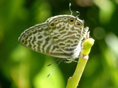 Leptotes pirithous