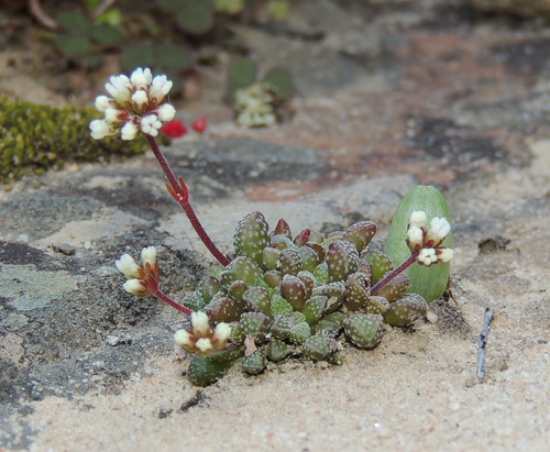 Crassula fragarioides