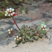 Crassula fragarioides - Photo (c) graham_g,  זכויות יוצרים חלקיות (CC BY-NC)