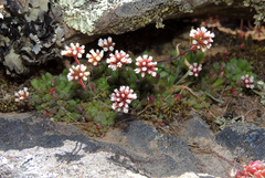 Crassula fragarioides