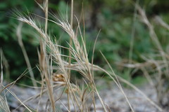 Festuca ambigua