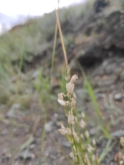 Silene jeniseensis